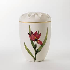 Tulpe