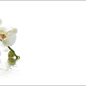 Trauer Dankkarte Orchidee