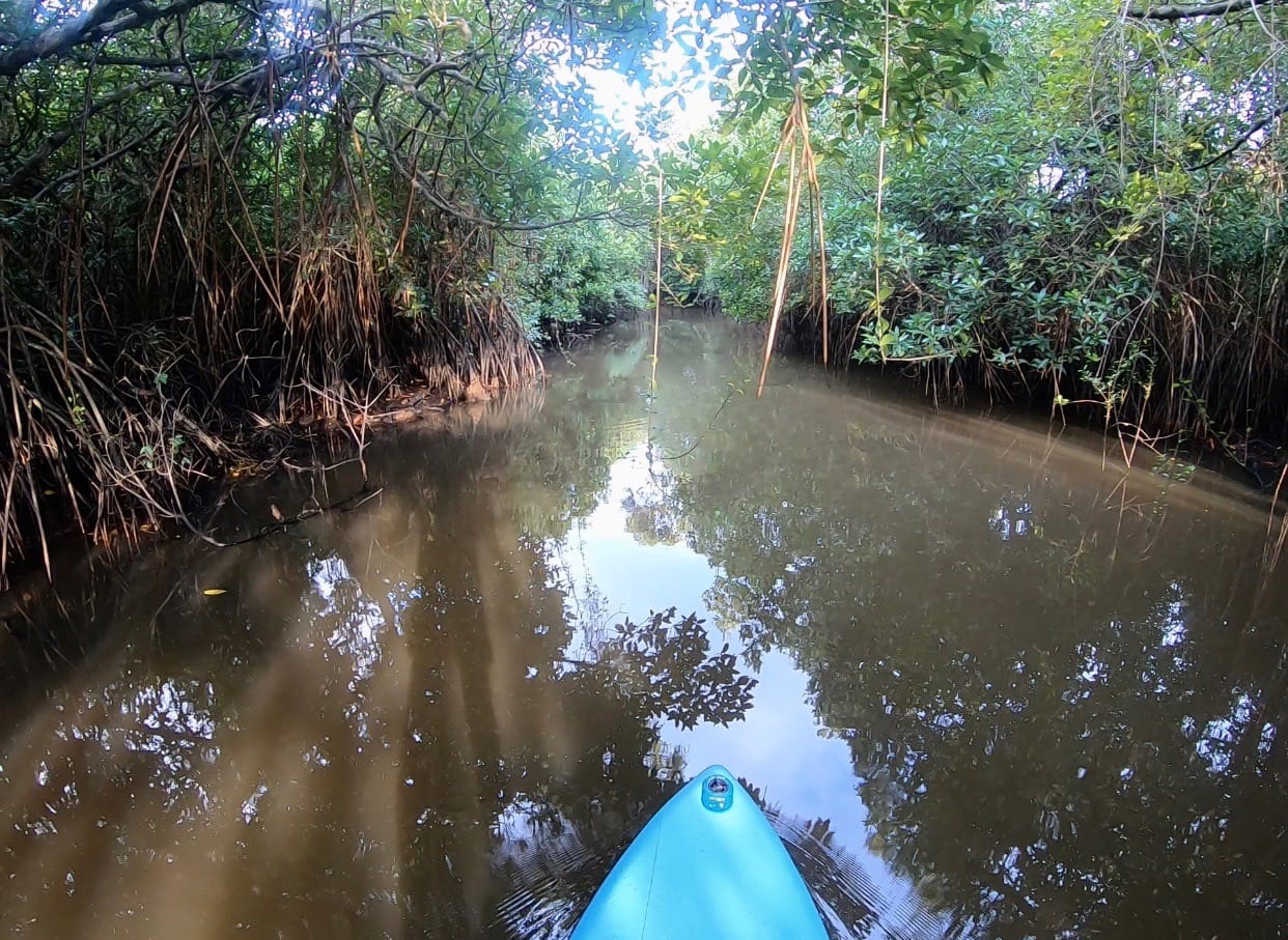 Standup Paddle Board riding at Kosgoda River in a tunnel of trees and plants