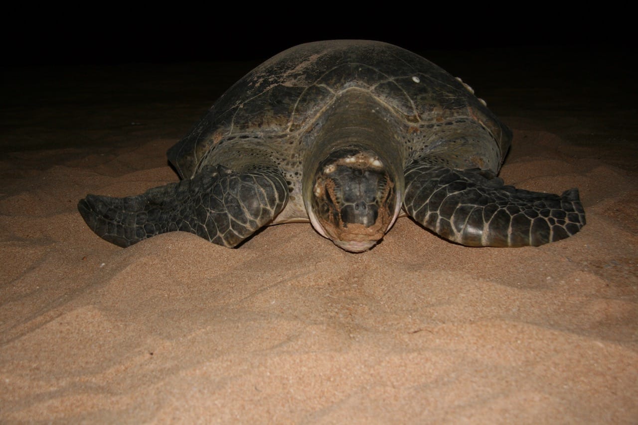 Sea Turtle nesting at Kosgoda Beach